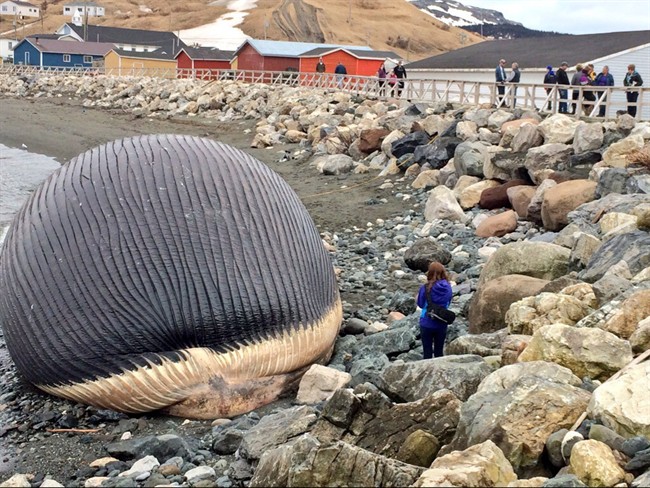 A rotting blue whale carcass sits on the shore in Trout River, N.L.
