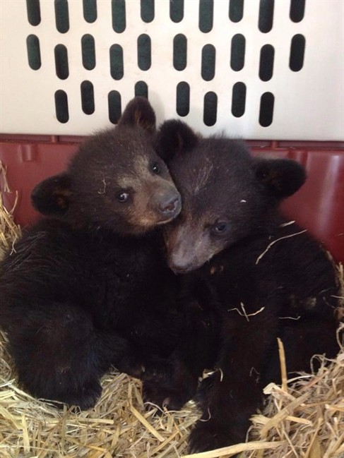 B.C. cubs alive after monumental effort - image