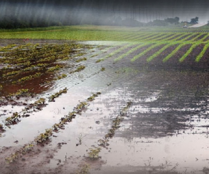 Crop development falls behind normal due to cooler, wet conditions: Sask. Crop Report