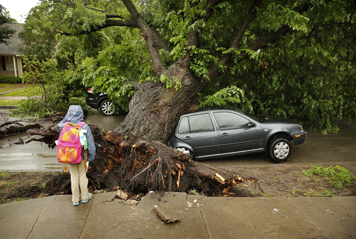 Sophia Davis, 9, inspects the large tree that fell  onto a car as she was walking home from school, Thursday, May 8, 2014 in Dallas. 