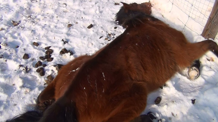 Man fined $5,000 in Prince Albert, Sask. after horses starve to death.