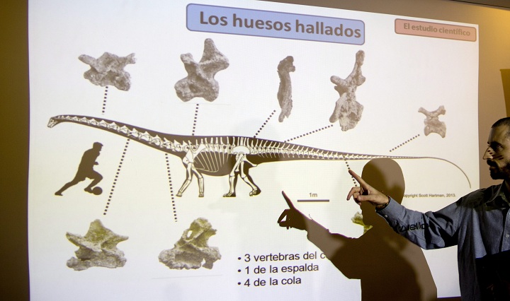 Paleontologist Pablo Gallina speaks to the press about a newly discovered dinosaur discovered in Argentina as he points to an illustration that reads in Spanish "Bones recovered" in Buenos Aires, Argentina, Thursday, May 15, 2014. 
