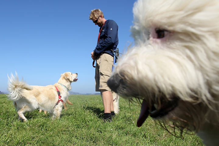Professional dog walker Jon Lovette plays with dogs on Oct. 19, 2011 in San Francisco, California after a seven-dog restriction was put into force.