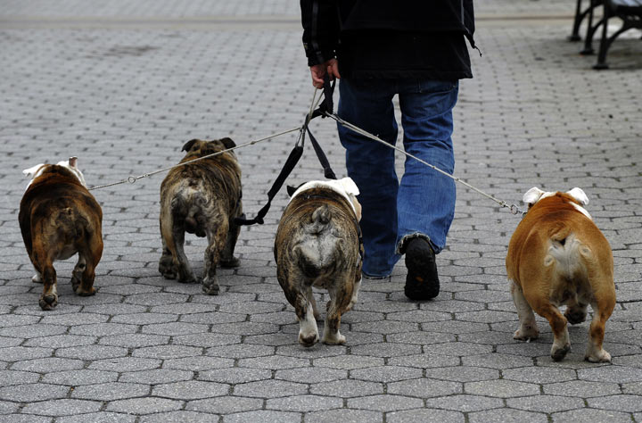 Dog walkers safety tips