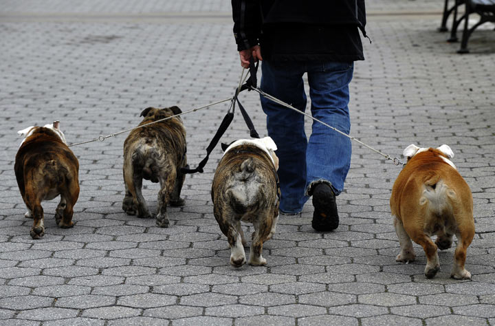 How to choose a dog walker you can trust