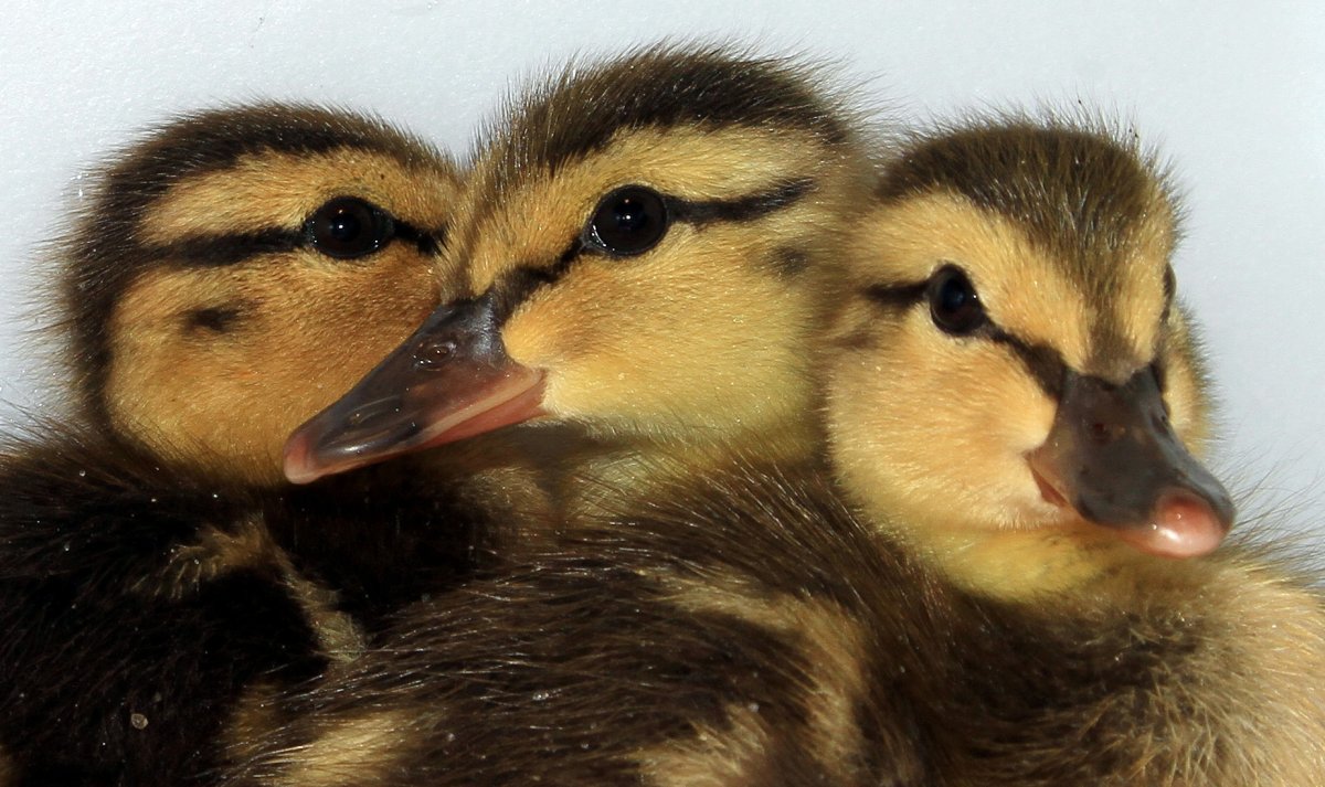 Ducklings! Credit: Wildlife Rescue Association of B.C.