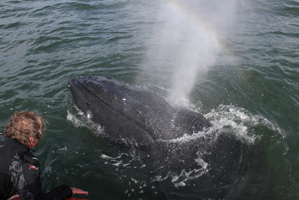 Whale while still entangled