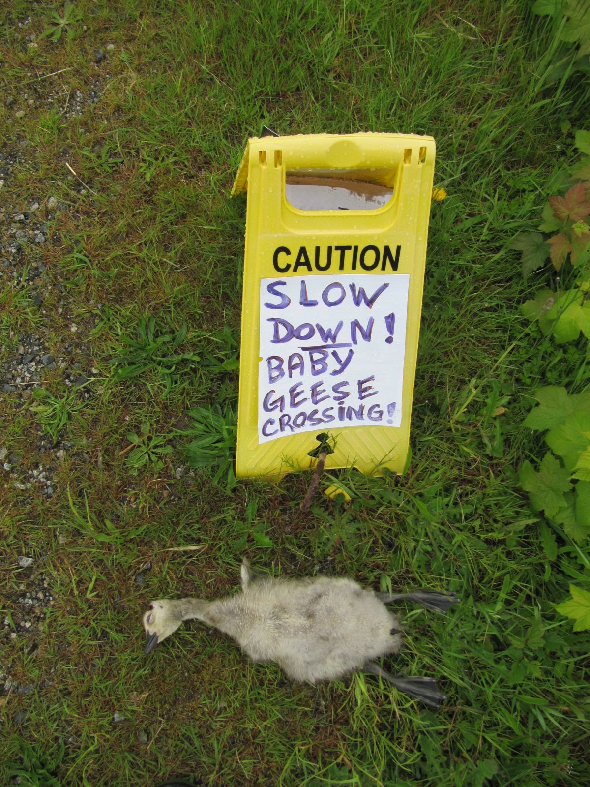 Langley residents making their own signs to warn drivers of crossing geese.
