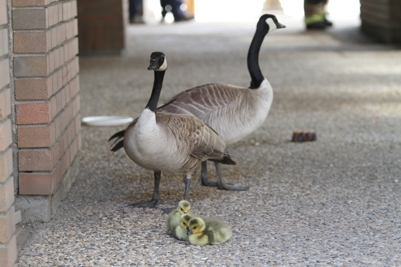 Canada goose clearance winnipeg 311