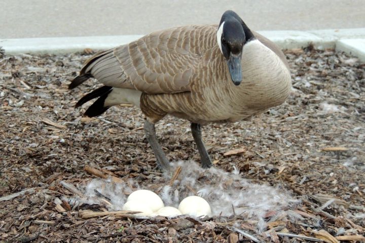 Thousands of fewer geese in the Okanagan Valley - image