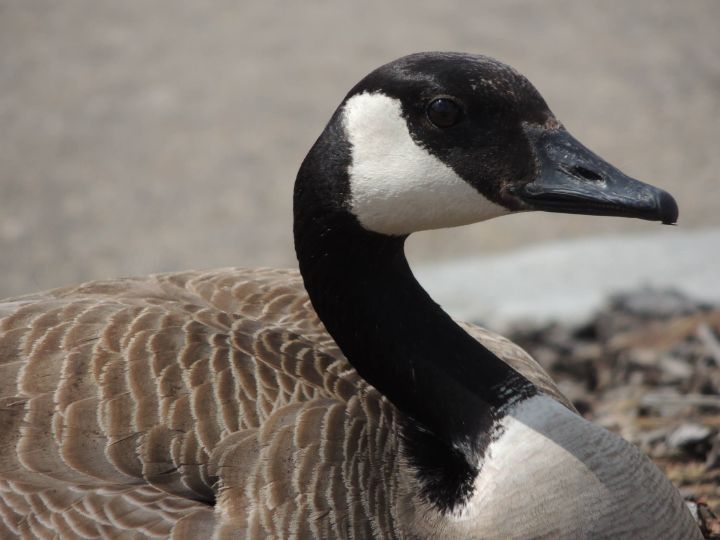A Peterborough County man pleaded guilty to using his vehicle to injure a goose in June.