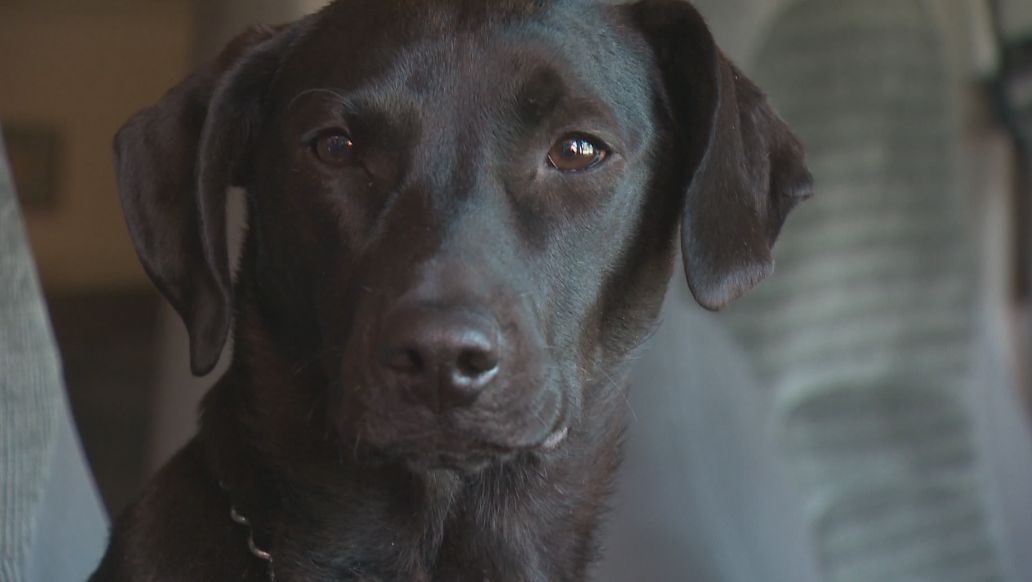 Top dog: rescue pup joins Edmonton fire department - Edmonton ...