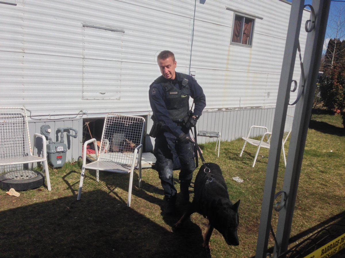 A Kelowna police dog similar to this one helped located an assault suspect Thursday morning. 