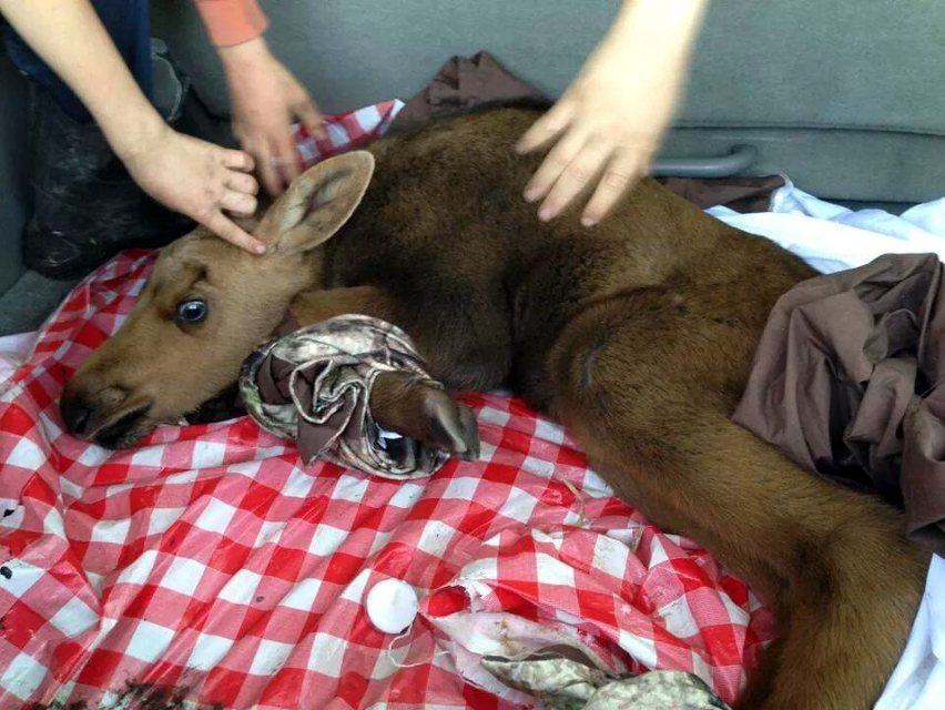 A baby moose who lost its mother in a car accident is now receiving the care and attention it needs, thanks to some caring individuals in Moosomin.