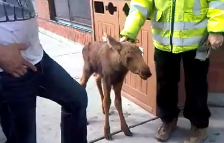 An Ontario man finds a moose calf on May 19, 2014 in Sudbury and takes it to a local Tim Hortons.