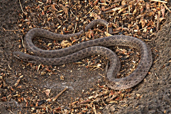 In this undated image released by Mexico's Ecology Institute (INECOL) on Tuesday May 20, 2014, a Clarion nightsnake slithers on the ground in the Revillagigedo Islands, over 400 miles off Mexico's Pacific coast.