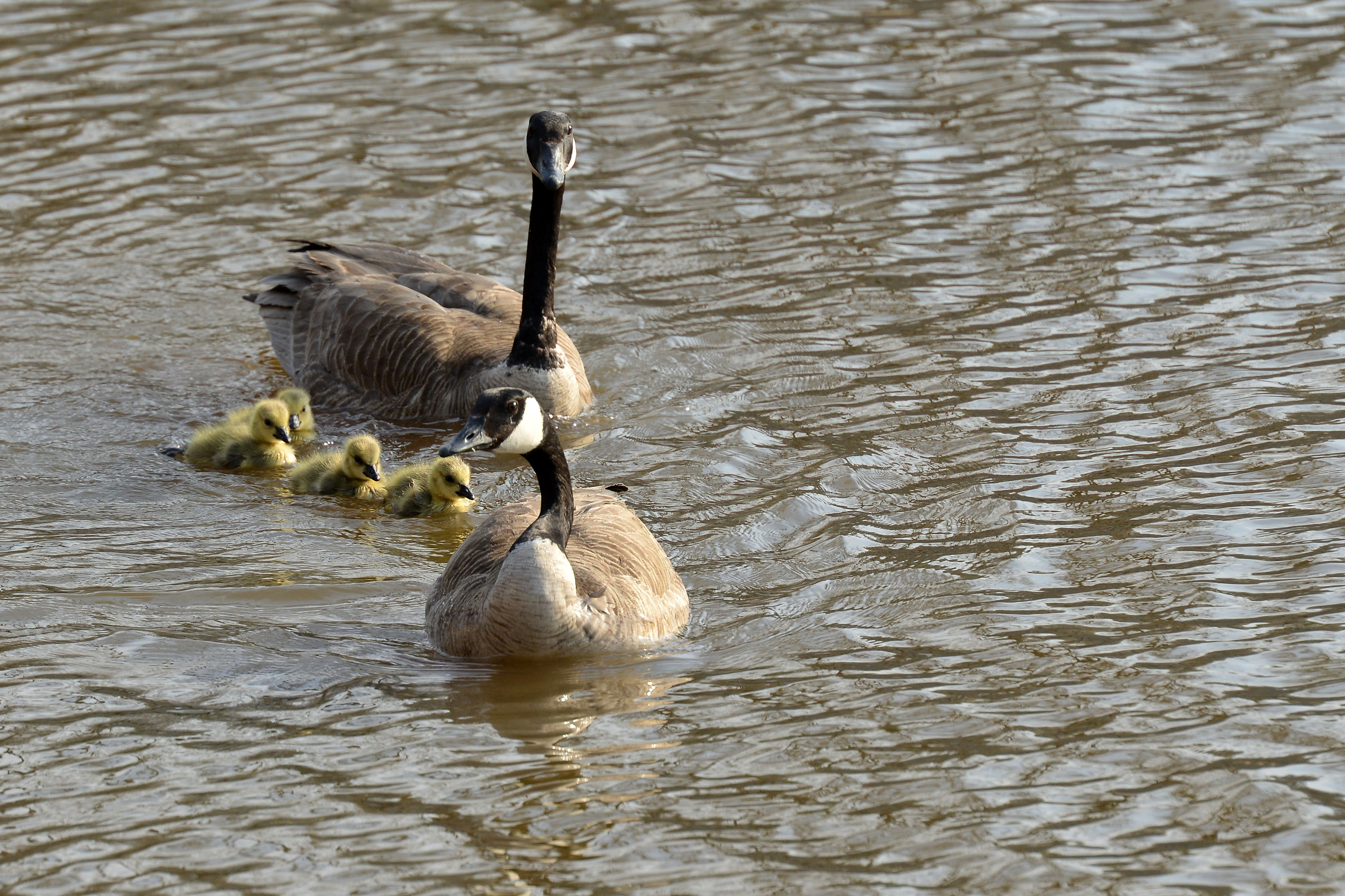 Canada goose clearance kills