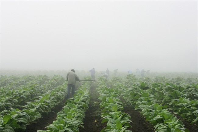 FILE - Farm workers make their way across a field shrouded in fog as they hoe weeds from a burley tobacco crop near Warsaw, Ky., early in this Thursday, July 10, 2008 file photo.