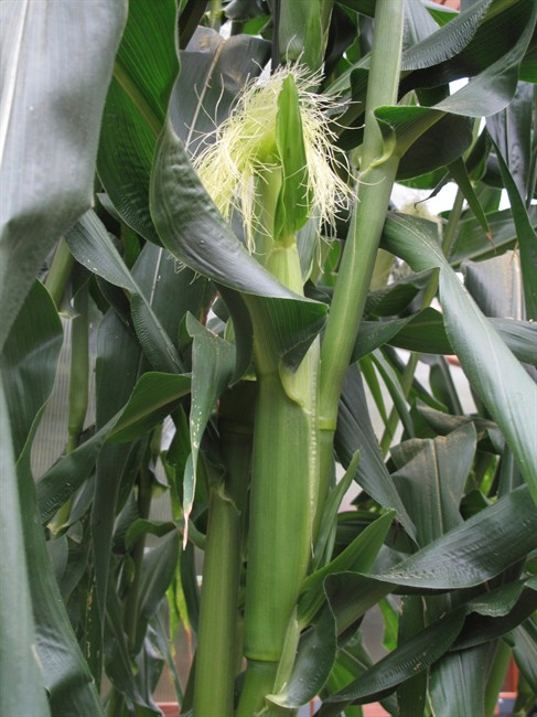 Canner's garden is more for the future than now