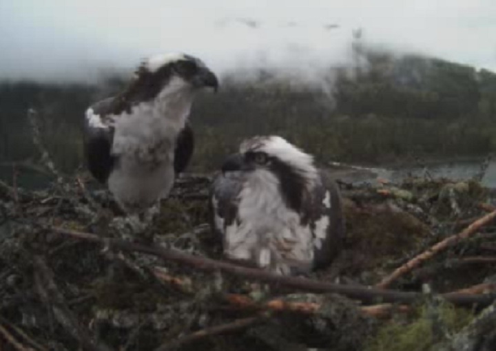 A screen capture of the two osprey overseeing their egg via a livestream web cam.
