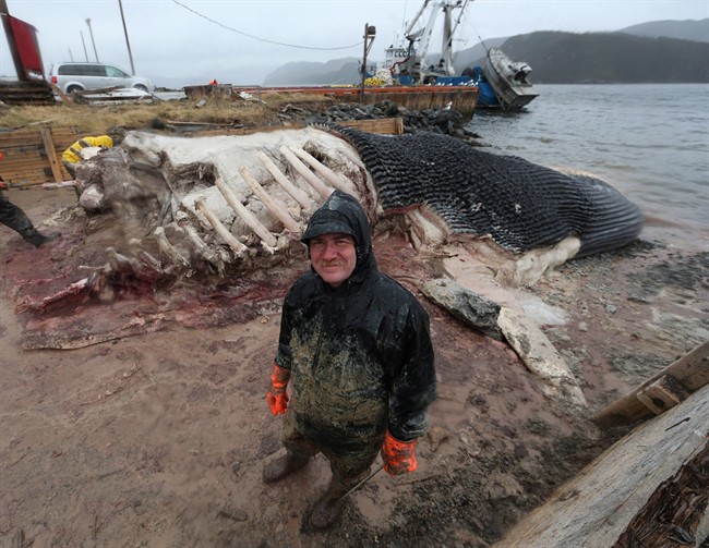 Mark Engstrom, Senior Curator and Deputy Director of Collections and Research at the Royal Ontario Museum, in front of the carcass of a blue whale in Winter House Brook, N.L.