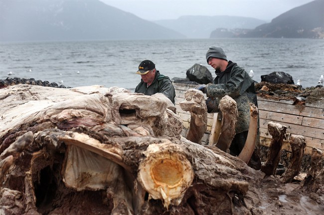 Eddie Samms, left, and Aaron Thom work to cut up the carcass of a blue whale in Woody Point, N.L., on Sunday, May 11, 2014.