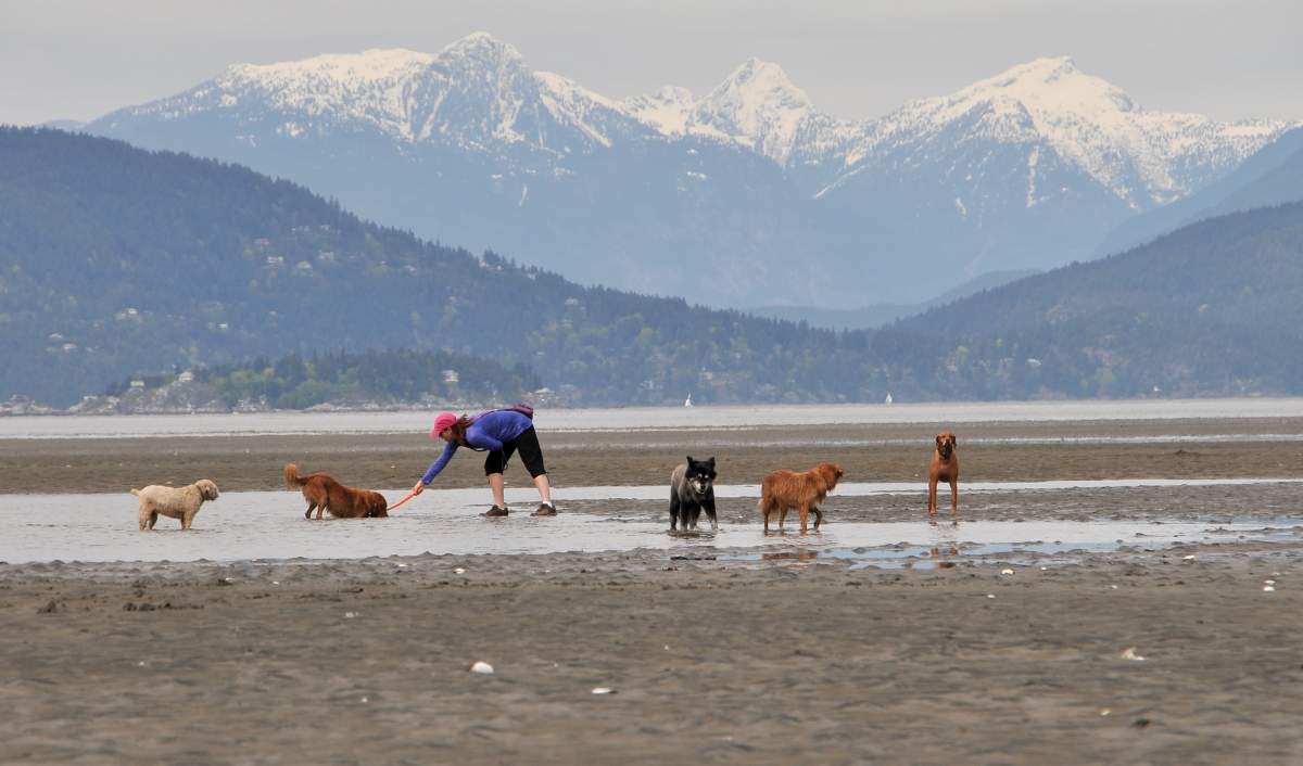 A woman walking a couple of dogs at Spanish Banks.