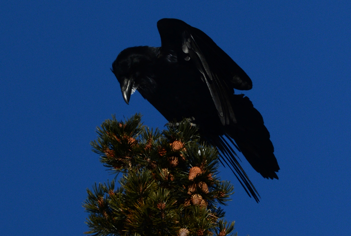 A Raven rests on a tree in Lake Louise, Canada, on December 7, 2013. 
