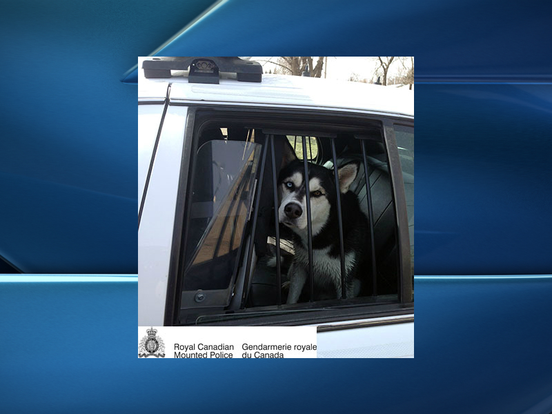 RCMP in Fort Qu'Appelle are being credited with rescuing a trapped dog from a possible drowning.