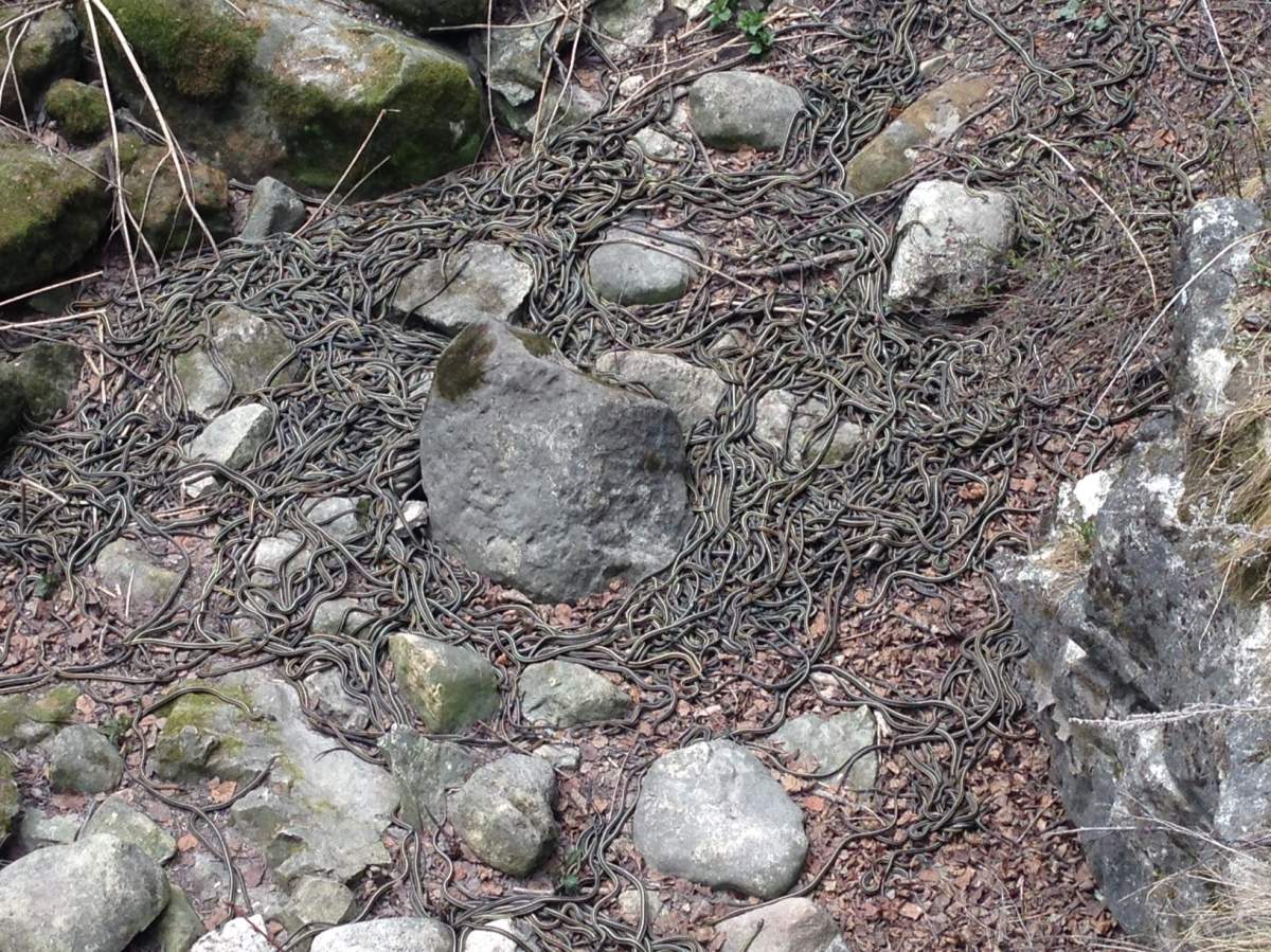 Red-sided garter snakes slither out of their dens at Narcisse by the thousands this long weekend  .