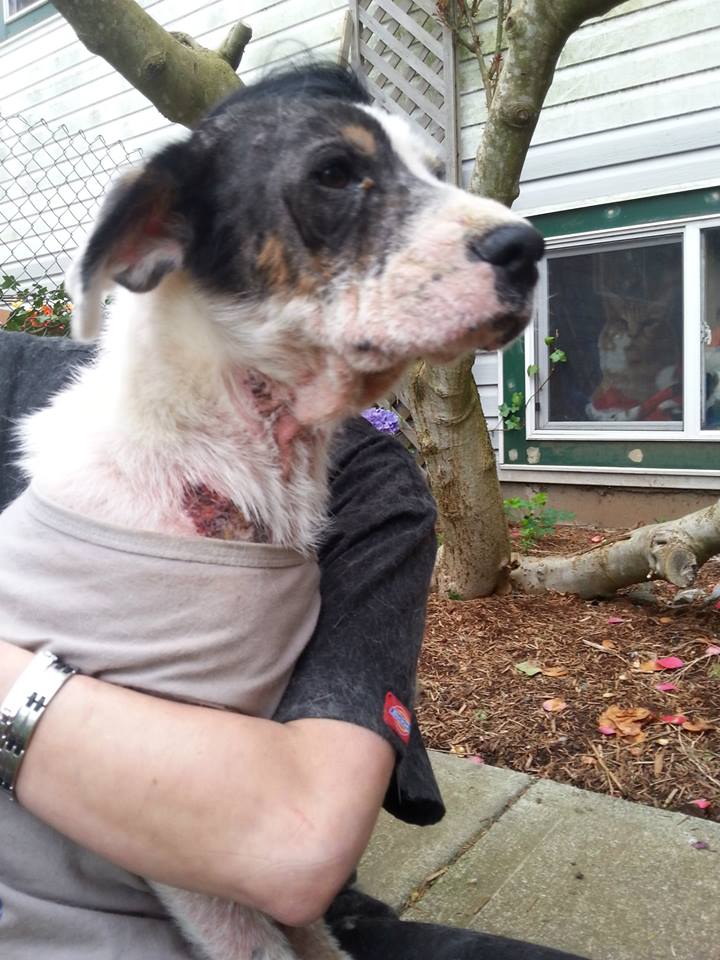 Thomas is making a slow recovery after being found close to death. 