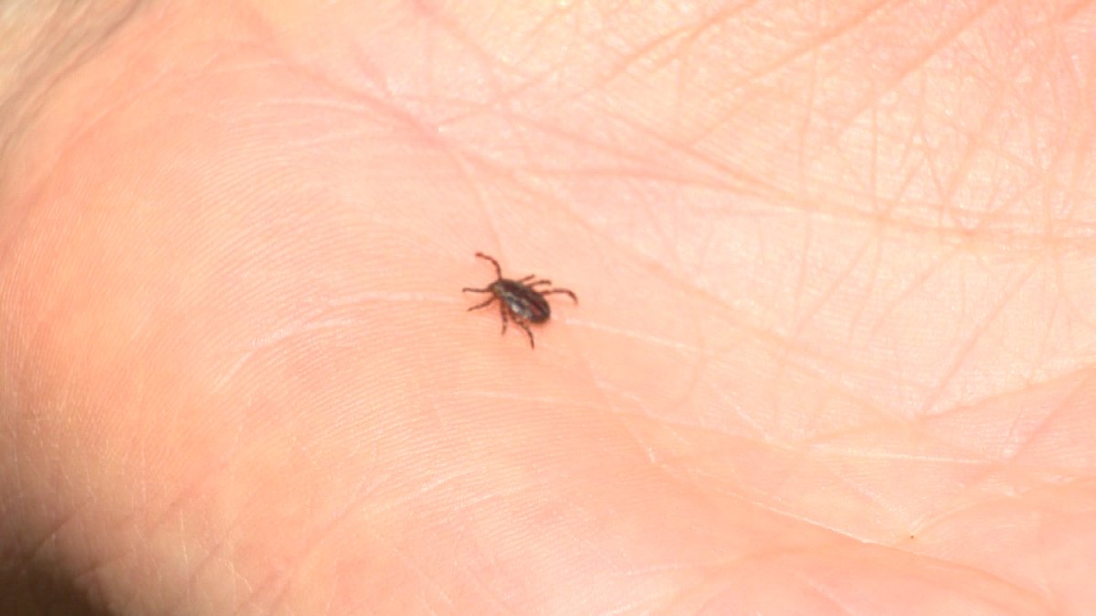 Researchers from Mount Allison University are dragging for ticks in New Brunswick, looking to see if the ticks have a bacteria that causes Lyme disease. 