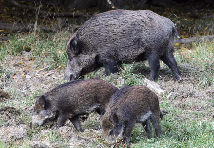 Intervention needed to combat widespread wild boar infestation in Saskatchewan, according to U of S researcher.