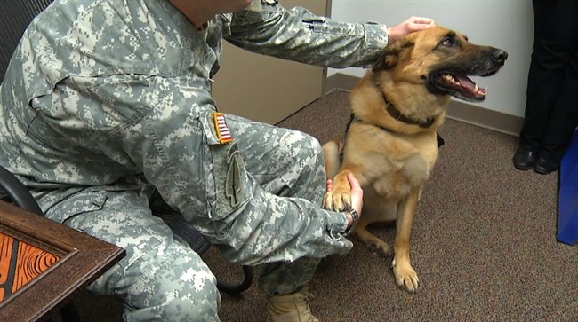 Therapy dog helps troops deal with postwar stress