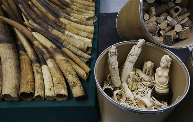 Confiscated ivory is displayed at a chemical waste treatment center in Hong Kong Thursday, May 15, 2014.