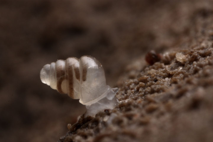The domed land snail lives in total darkness more than 900 metres below the surface in some caves of Western Croatia.