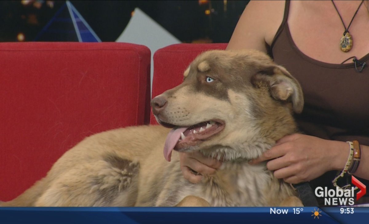 Second Chance Animal Rescue Society on the Global Edmonton Weekend Morning News, June 14, 2014.