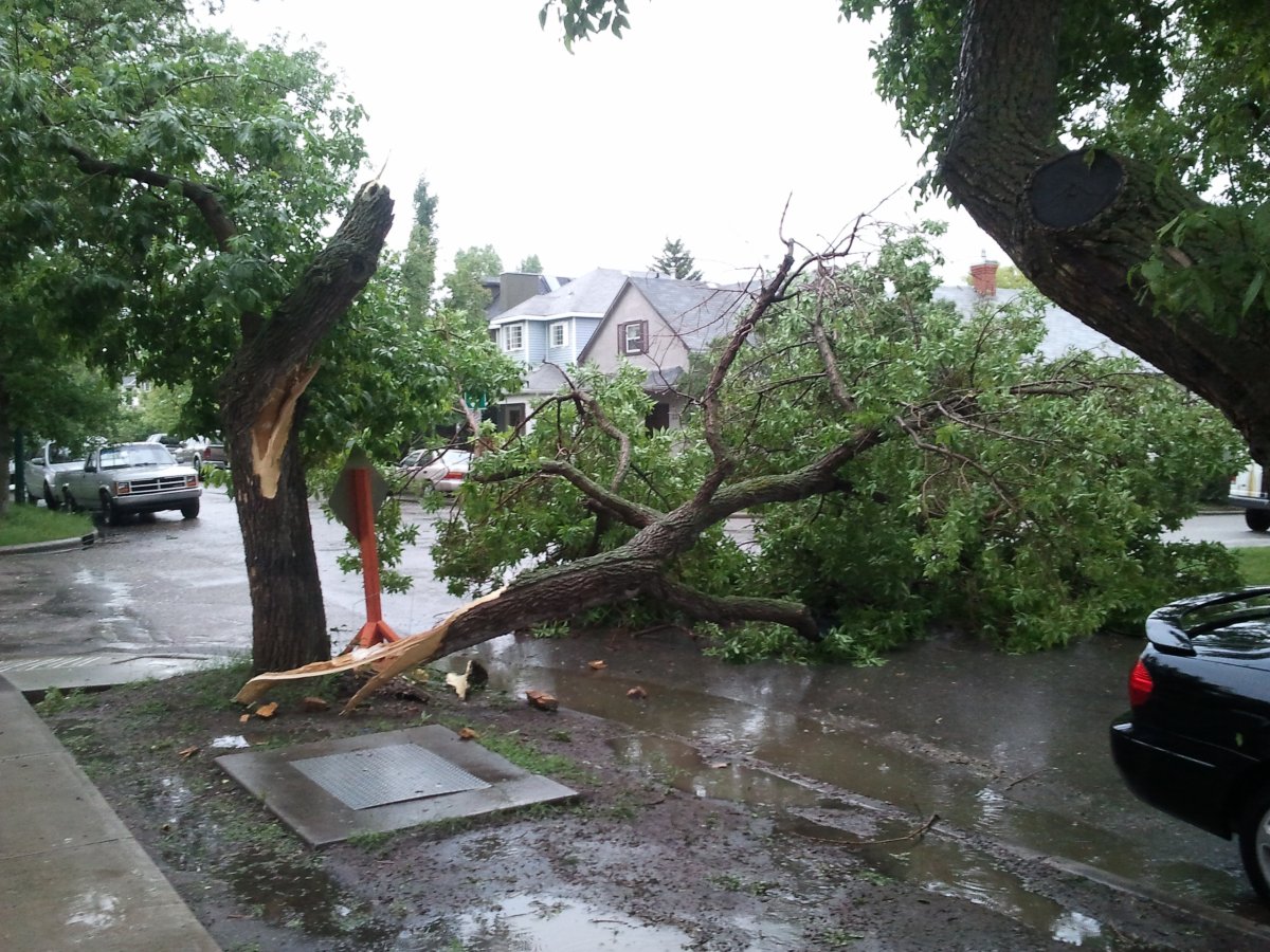 A tree is left lying across 10A Street N.W. after a sudden storm on Tuesday afternoon.