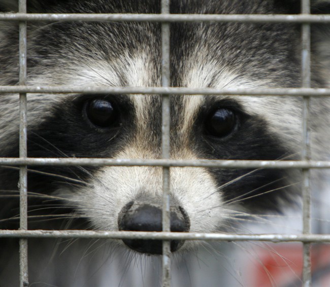 Ontario scrambled to put up vaccine net after rabies detected in raccoons - image