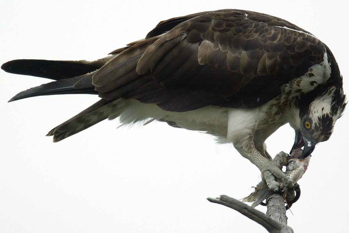 An osprey dines on a whitefish caught in the nearby Bow River in Calgary June 1, 2005. 