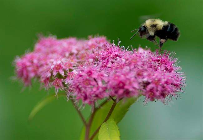 Beekeepers across Ontario say that they have endured massive bee losses due to the overuse of pesticides.