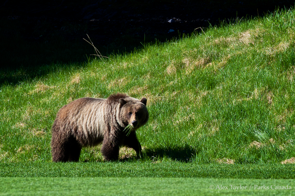 A grizzly bear wandering on a golf course in Banff National Park.