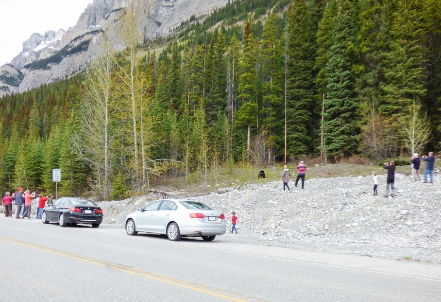 Tourists take photos of a bear. Courtesy of Cynthia Berry.