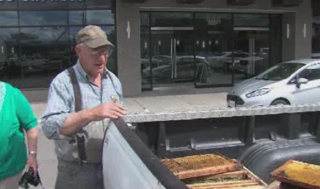 Swarm of bees takes over downtown hotel - image