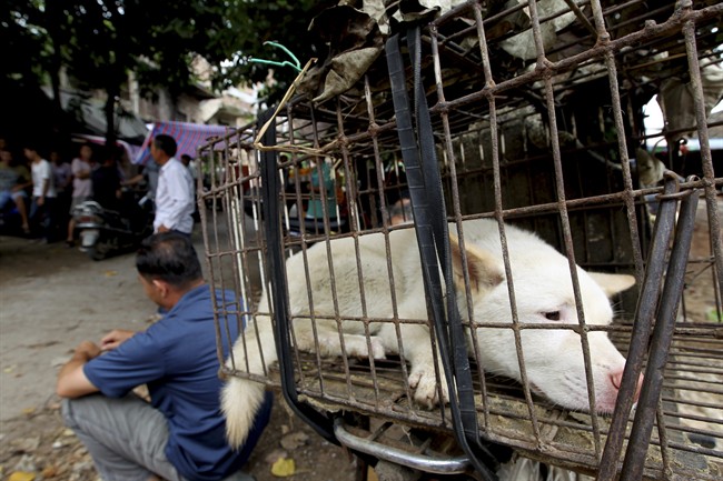 FILE - In this June 23, 2013 file photo a dog waits to be sold for meat in a market in Yulin, in southern China's Guangxi Zhuang Autonomous Region. Taiwan has banned the slaughter of dogs and cats for human consumption.