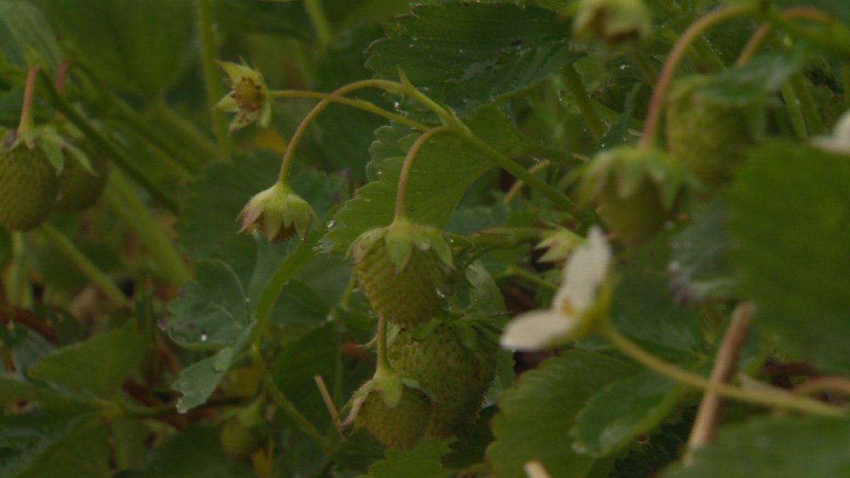 Some New Brunswick farmers are worried about their crops after a damp and cold month of June.