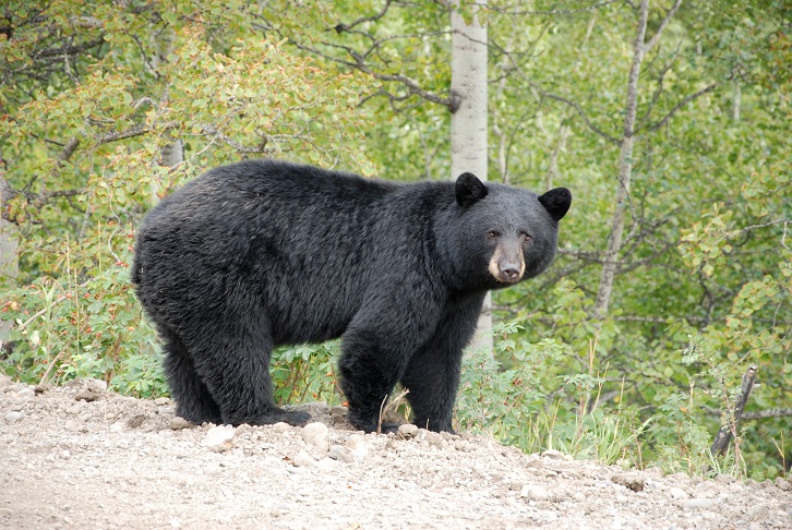 File photo of a black bear.