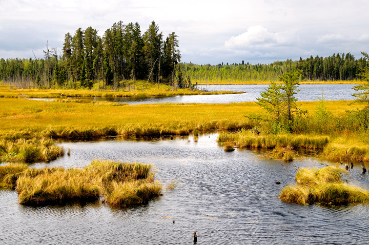 Wetlands in Manitoba's boreal forest retain nitrogen and phosphorus from rivers that flow into Lake Winnipeg and other large bodies of water.