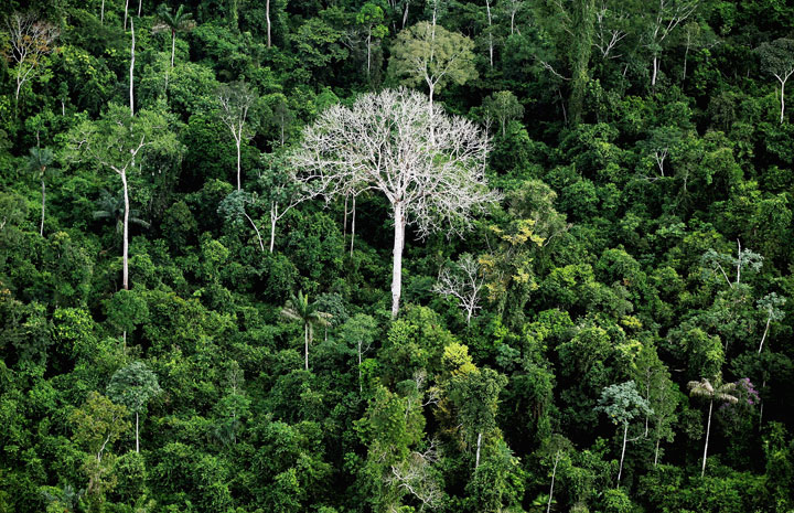 FILE: The Amazon rainforest is seen near construction of the Belo Monte dam complex in the Amazon basin on June 15, 2012 near Altamira, Brazil. 