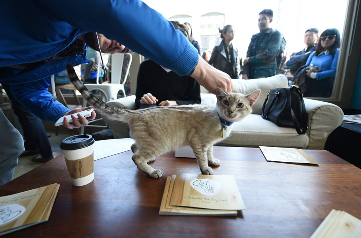 Cat cafe New York